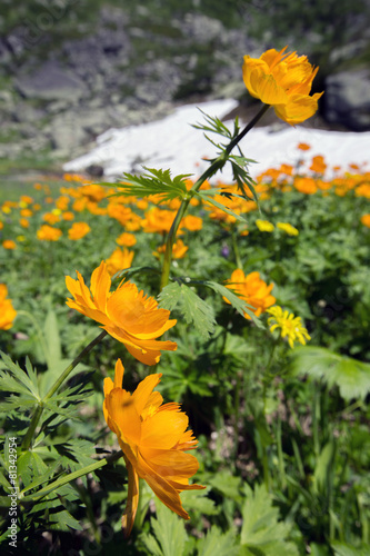 orange globe-flower