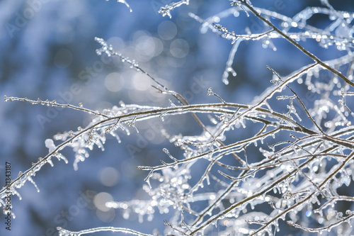 Frozen in the ice tree branches