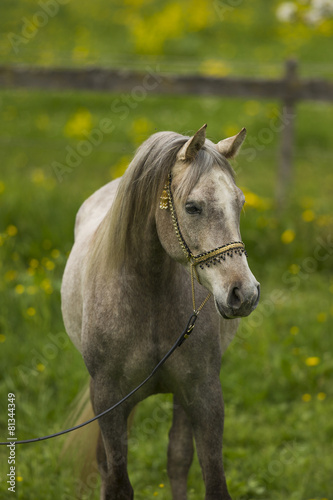 Arabisches Pferd Auf Blumenwiese