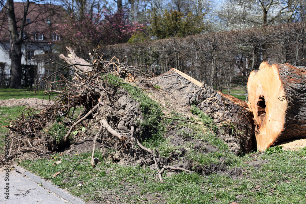 Fototapeta premium Sturmschäden umgefallener Baum