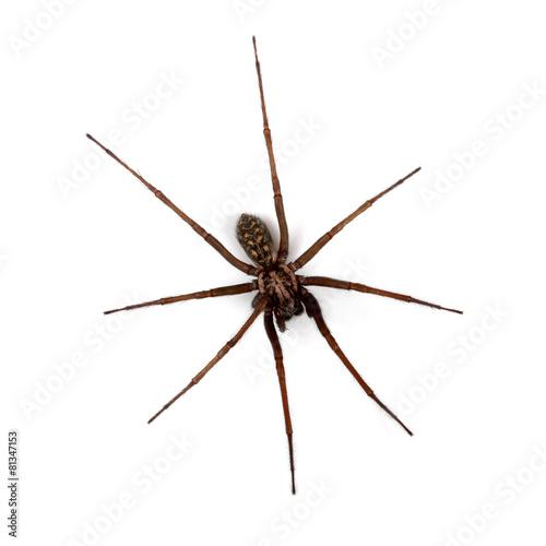 spider isolated on white, top view © ronstik