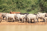 A herd of cows in Ghana