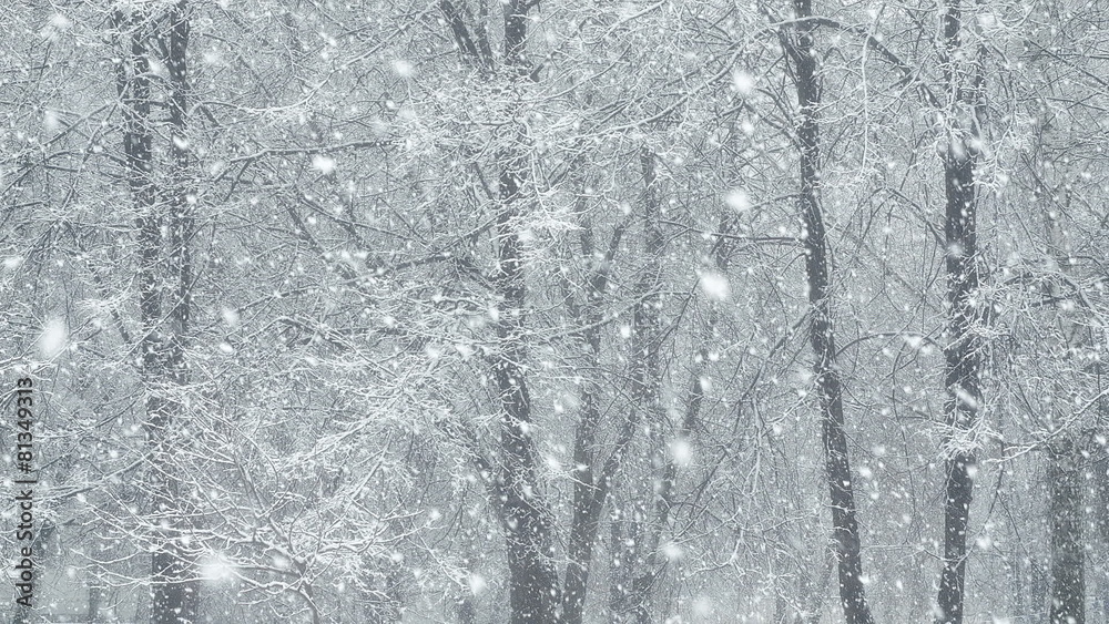 Mega extra big global snowfall loop tree winter forest