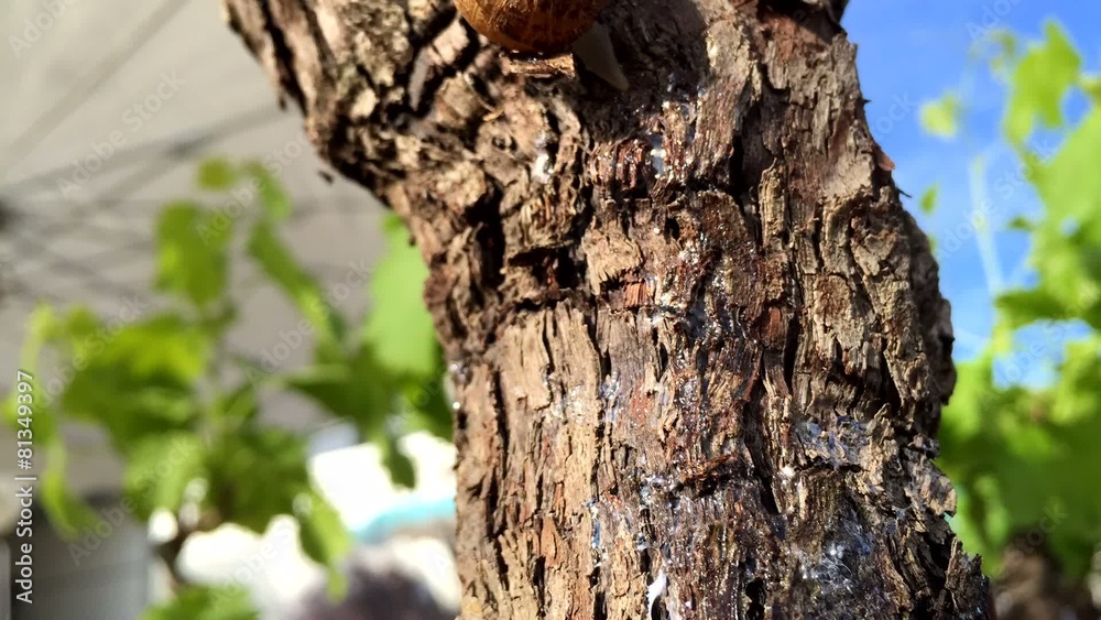 Escargot sur un arbre en timelapse Escargot sur un arbre en timelapse