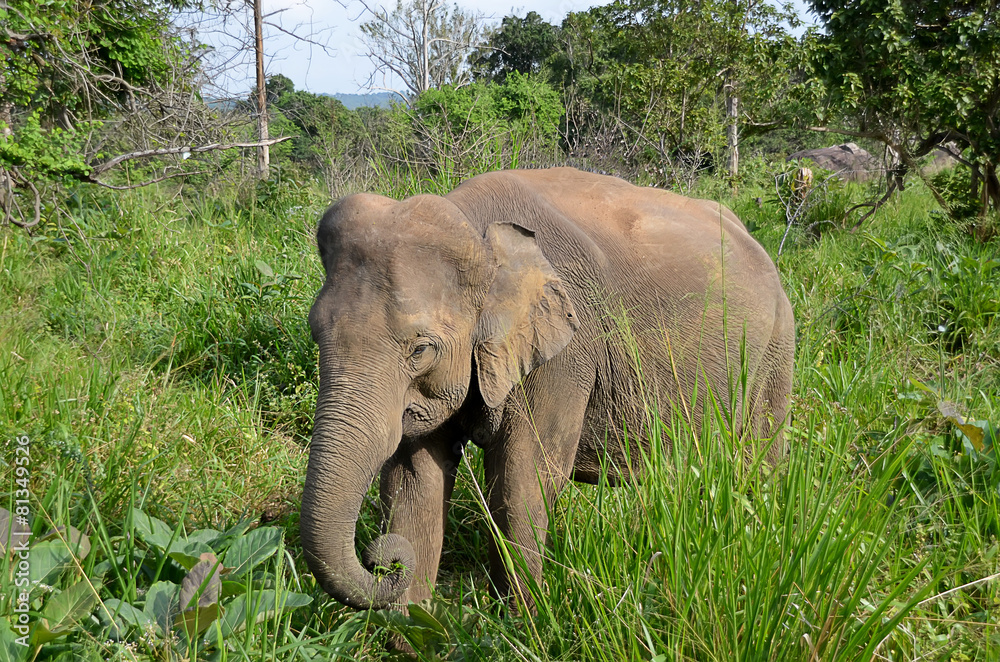 little gray elephant hiding in green grass in nature