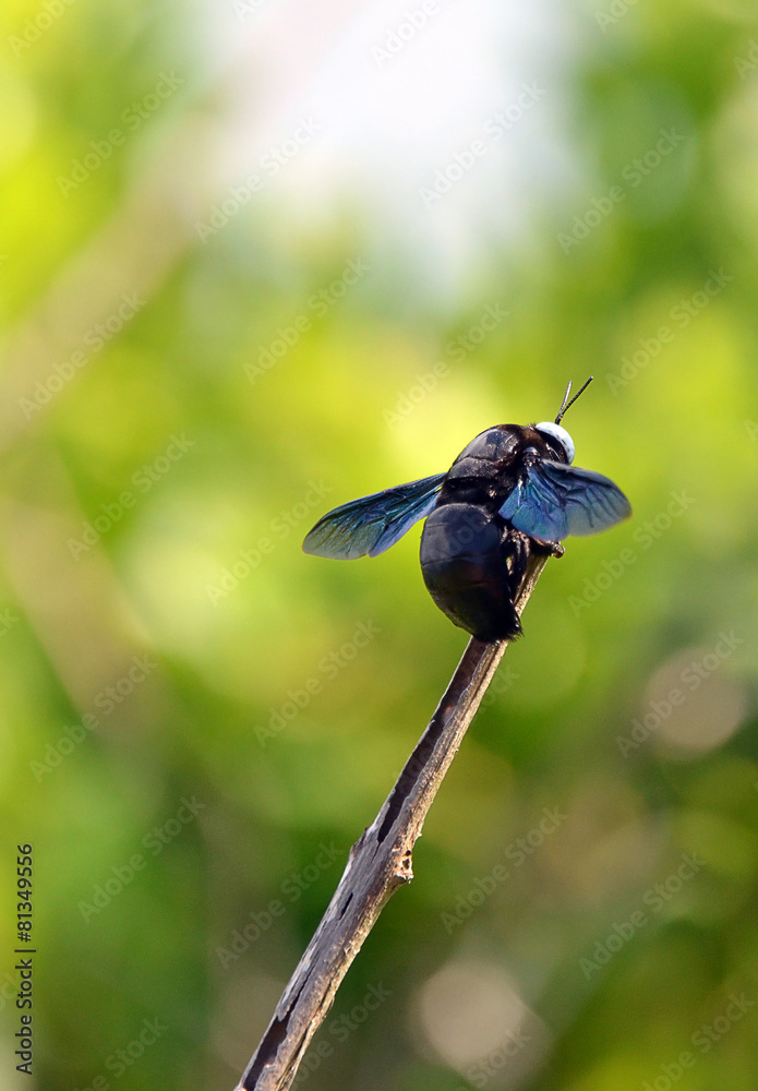big black bee color flying insects vertical photo big black bee color flying insects vertical photo