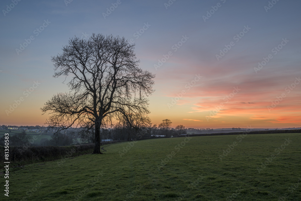 Sunset with tree and pink sky, Cornwall, UK Sunset with tree and pink sky, Cornwall, UK