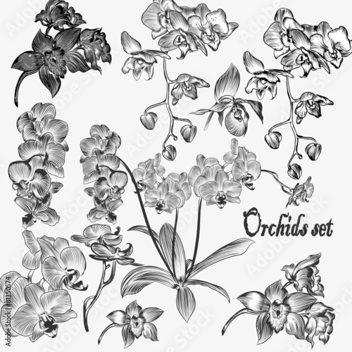 Fototapeta Naklejka Na Ścianę i Meble -  Collection of vector detailed orchid flowers
