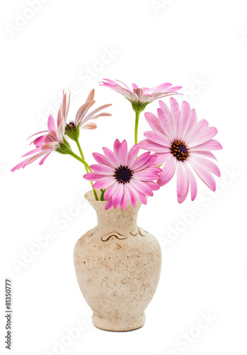 White and Pink Osteospermum Daisy © ksena32