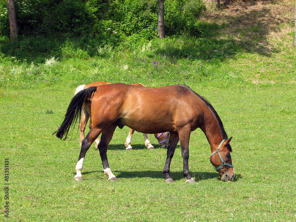 Obraz premium Horses