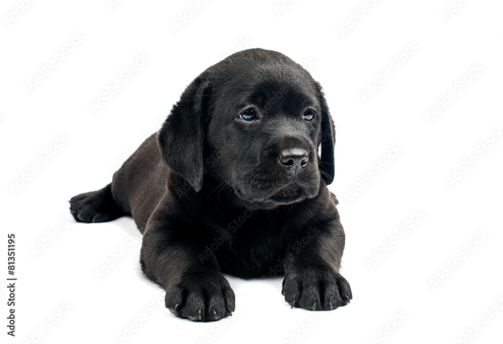 Black Labrador puppies