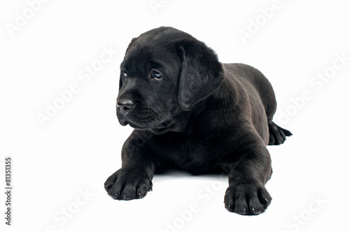 Fototapeta Naklejka Na Ścianę i Meble -  Black Labrador puppies
