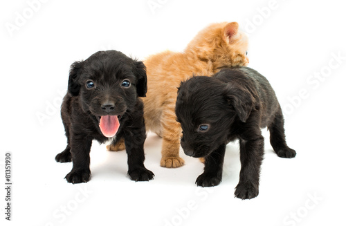 spaniel puppy with a kitten