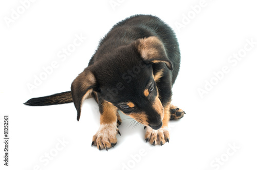 Dachshund puppy