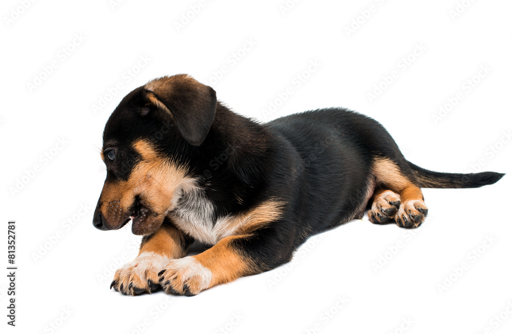 Dachshund puppy Dachshund puppy