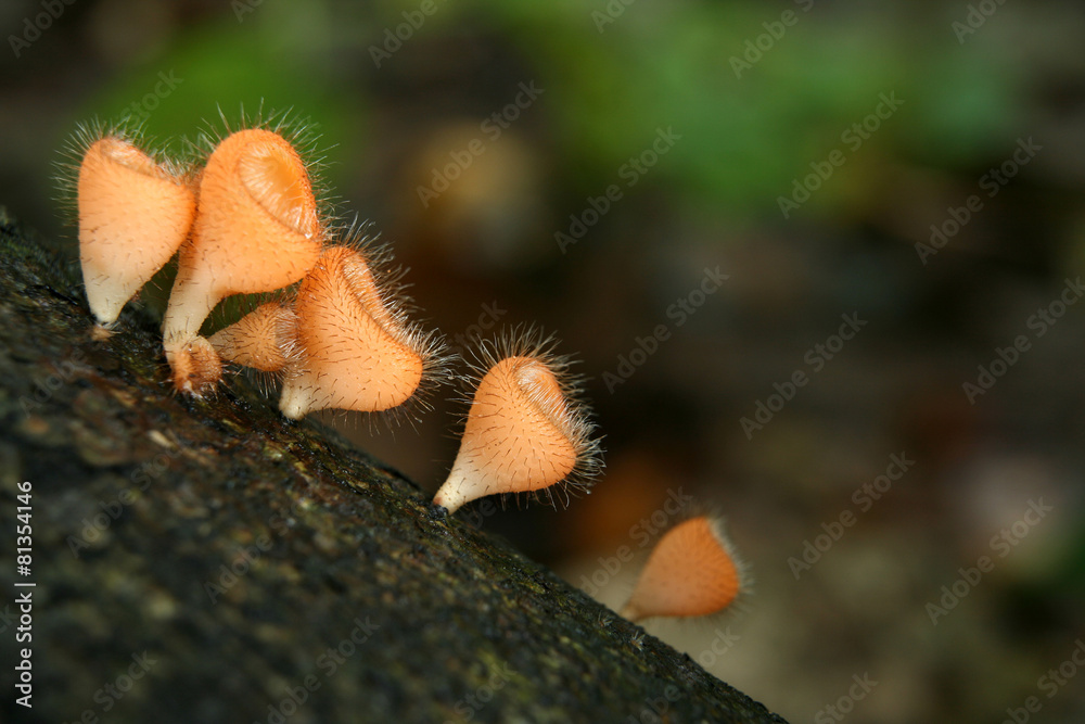 Beauty Mushroom in forest or Pink Burn Cup Beauty Mushroom in forest or Pink Burn Cup