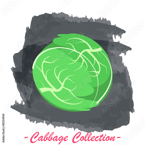 Green head cabbage vector isolated on a grunge background