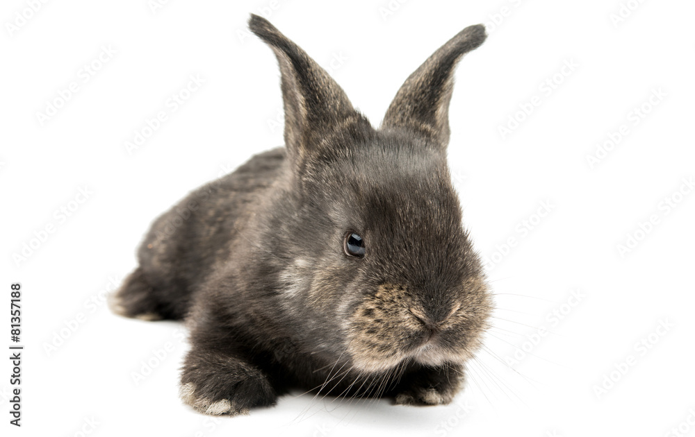 Obraz premium little rabbit