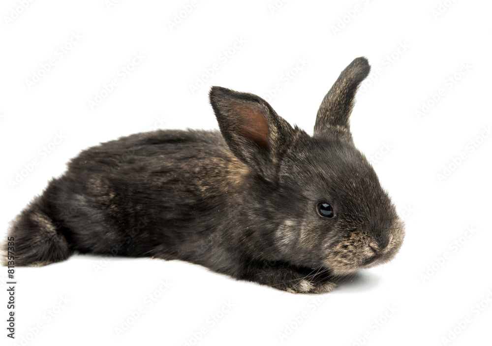 Obraz premium little rabbit