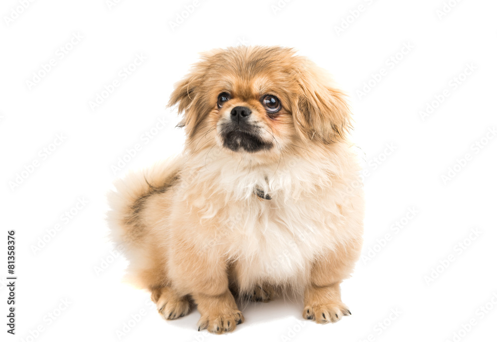 Pekingese portrait