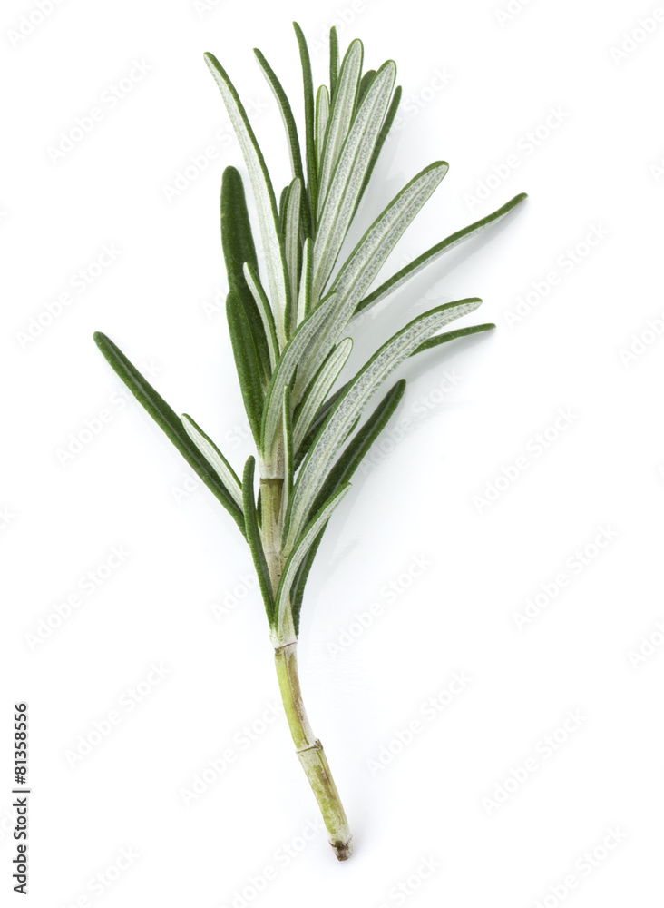 Fototapeta premium rosemary herb spice leaves isolated on white background cutout