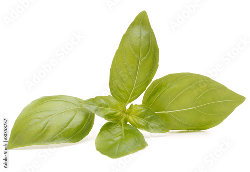 Sweet basil leaves
