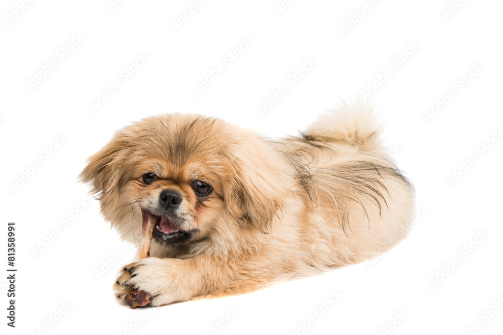 Pekingese portrait