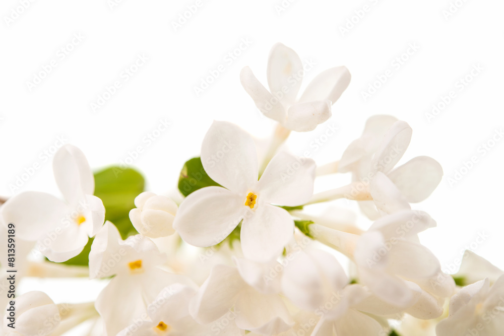 white lilac
