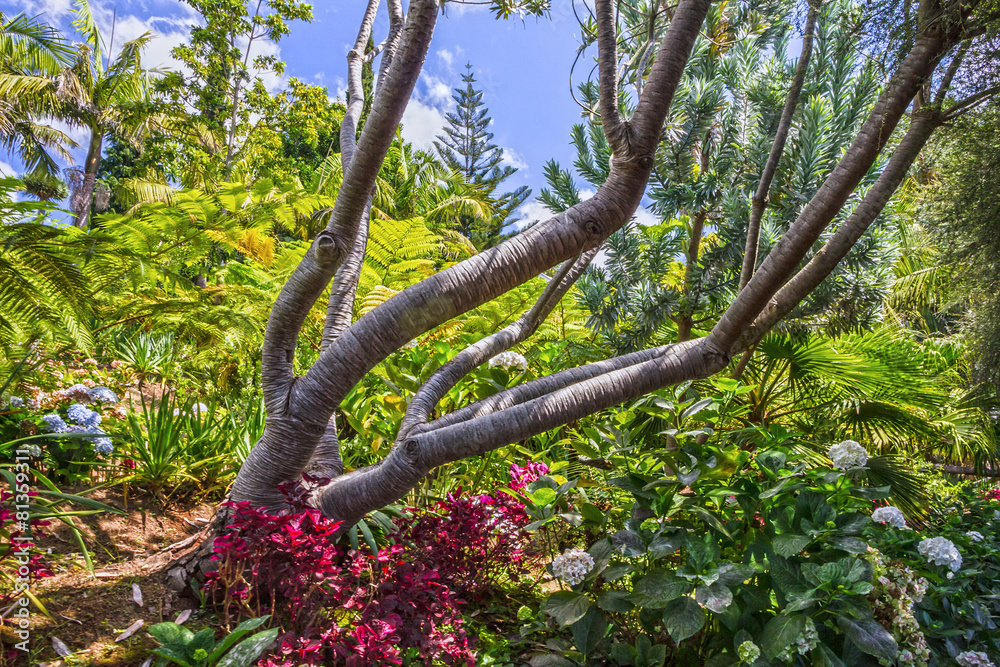 Botanical garden Monte, Funchal, Madeira Botanical garden Monte, Funchal, Madeira