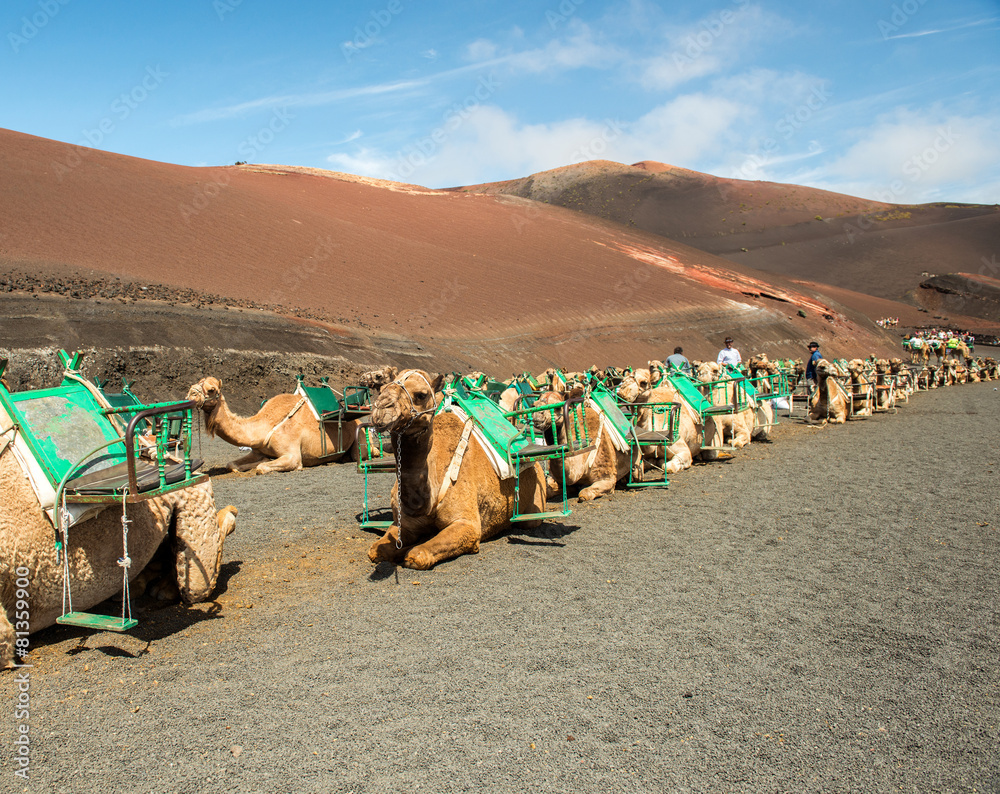 Fototapeta premium Caravan of camels in the desert on Lanzarote