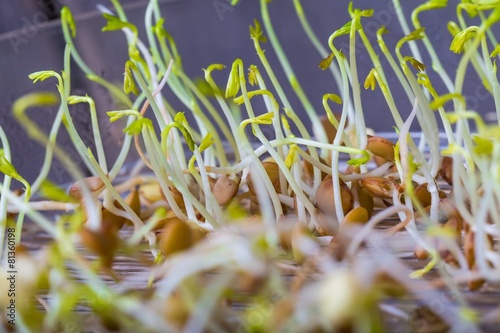 Lentil sprouts growing © milosz_g