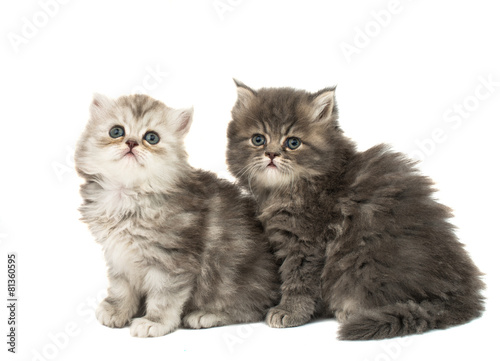 Fototapeta Naklejka Na Ścianę i Meble -  beautiful fluffy kittens