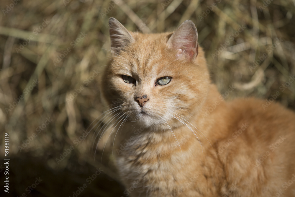 Katze Im Portrait