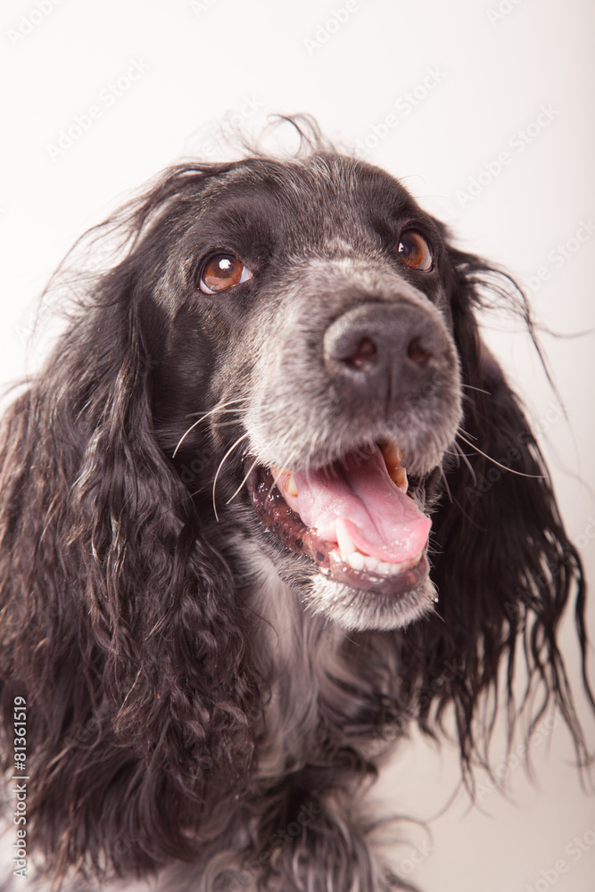 Russian Spaniel Russian Spaniel