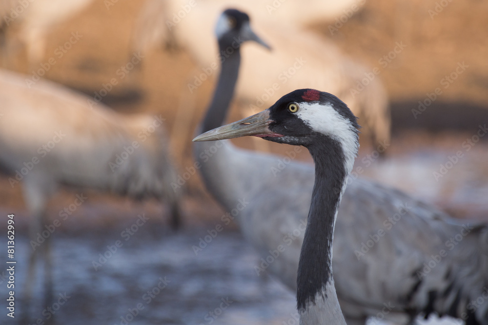 Obraz premium Grey crane portrait