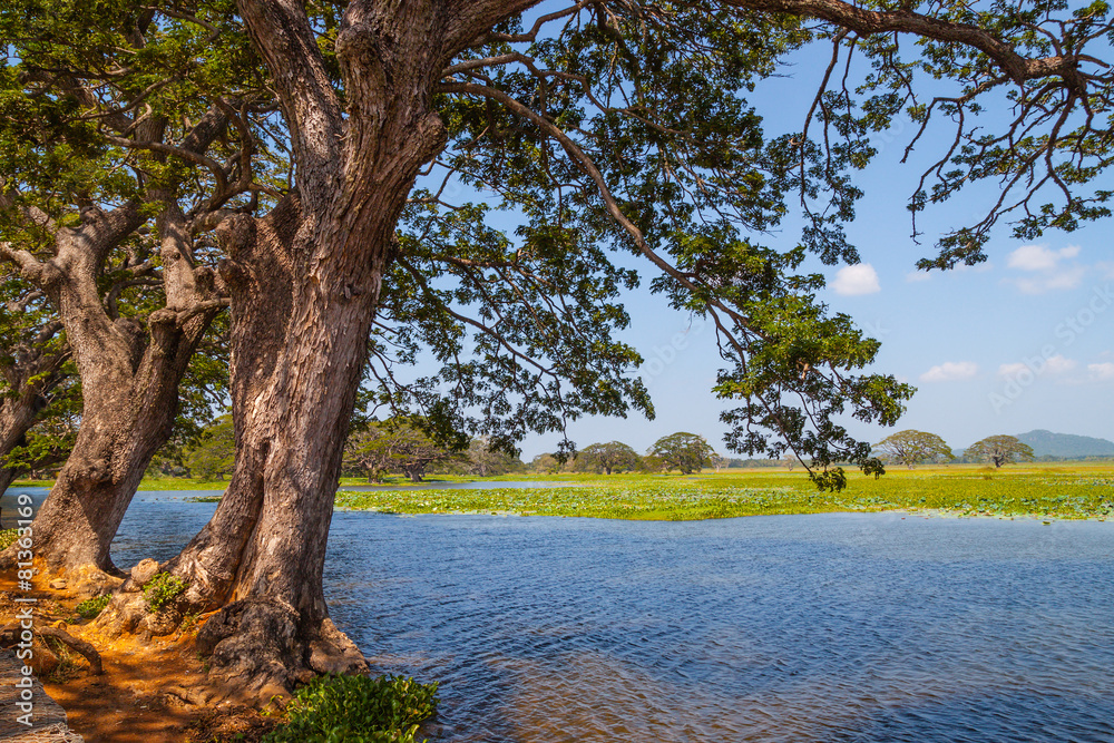 Landscape with trees on the lake in the jungle