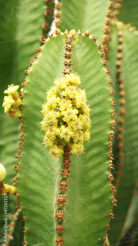 Flora canaria en un jard  n de Lanzarote  Islas Canarias