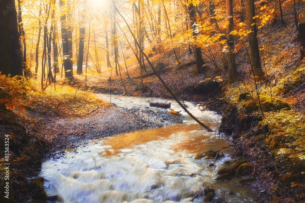 Autumn stream in the forest in sunny day