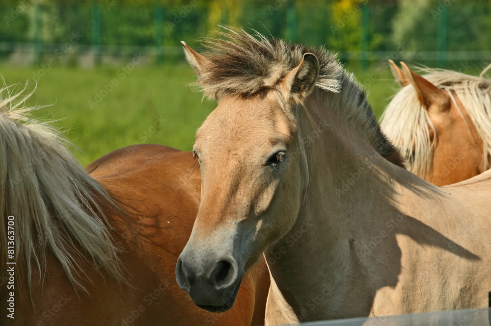 Obraz premium Haflinger auf der Weide