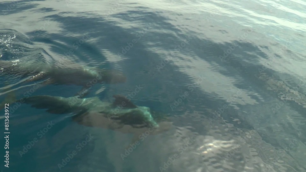 dauphin en pleine mer