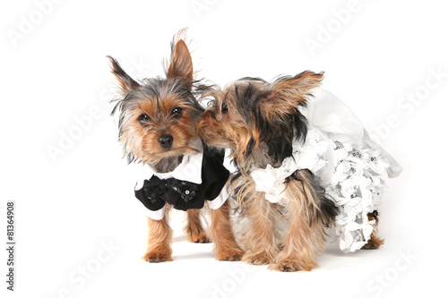 Fototapeta Naklejka Na Ścianę i Meble -  Bride and Groom Yorkshire Terrier Puppies on White