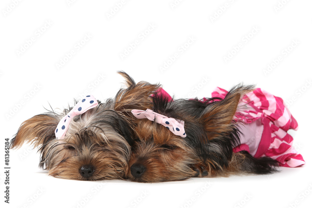 Yorkshire Terrier Puppies Dressed up in Pink