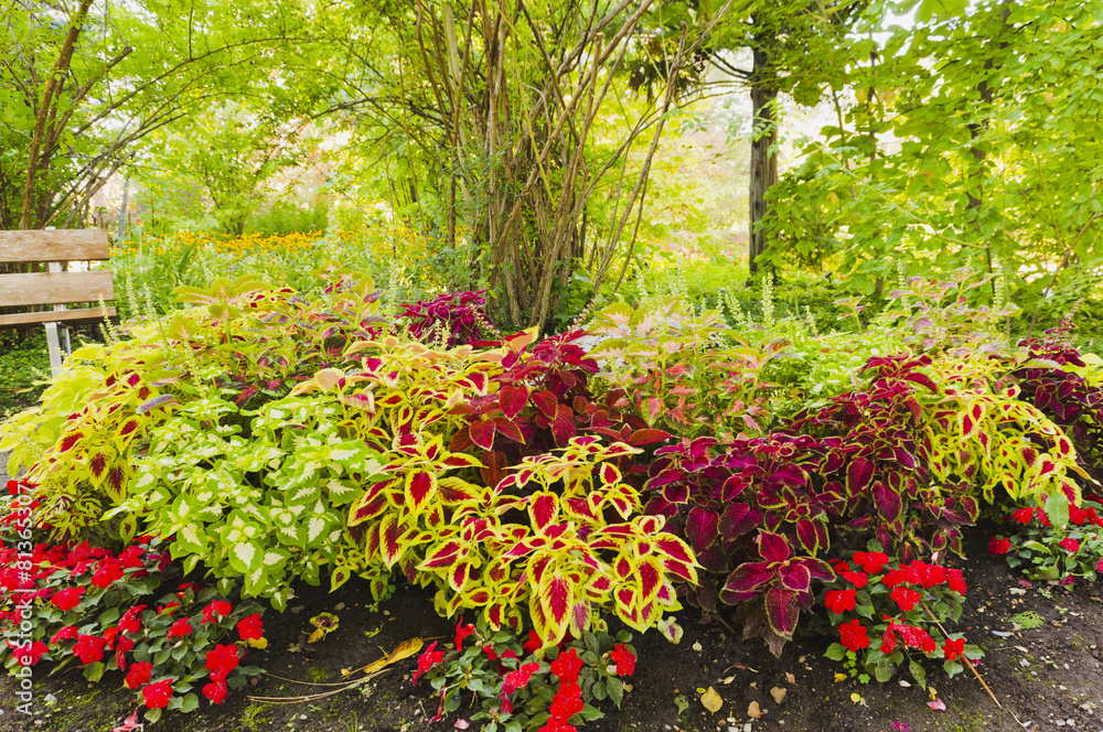 Colorful flower bed Colorful flower bed