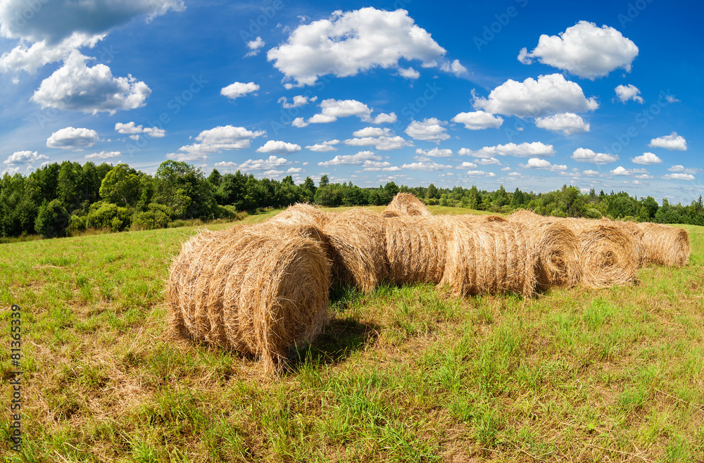 Hay and straw bales on farmland under blue sky in summer day Hay and straw bales on farmland under blue sky in summer day