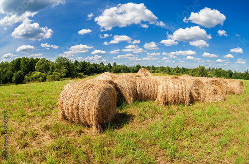 Hay and straw bales on farmland under blue sky in summer day