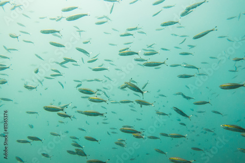Underwater photography of a shoal of fish swimming