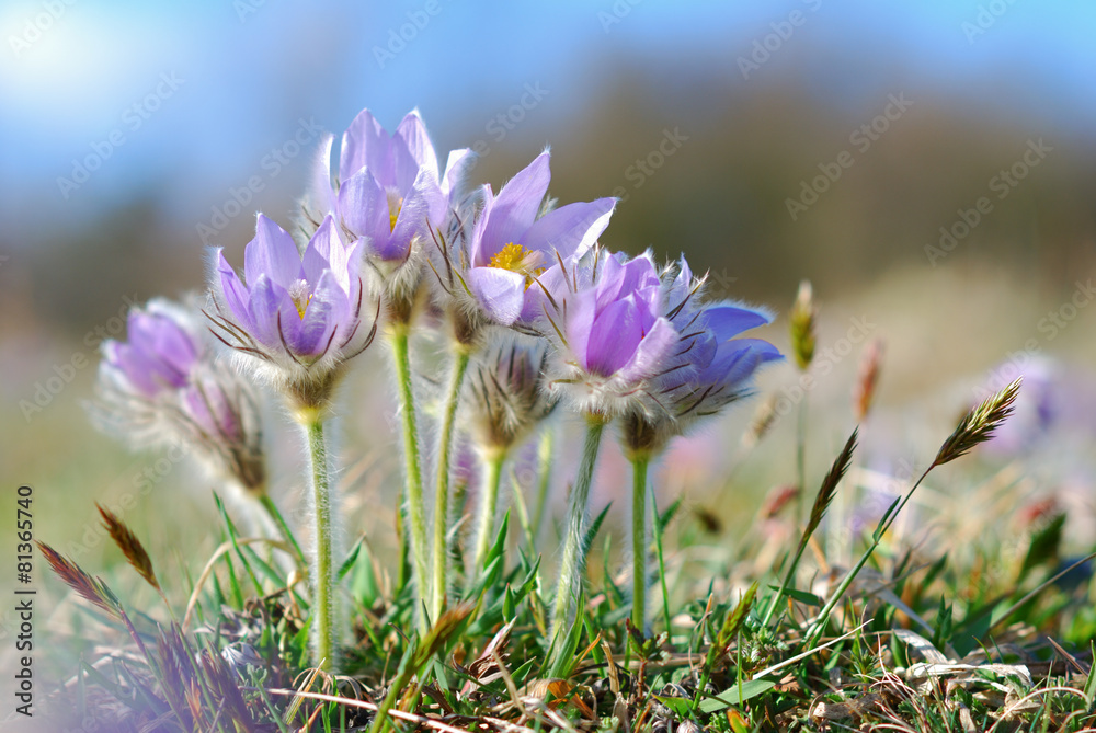 Fototapeta premium Blooming pasque wild flowers in spring season
