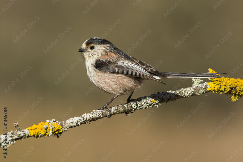 Fototapeta premium Common Myth, (Aegithalos caudatus), perched on a branch in the f