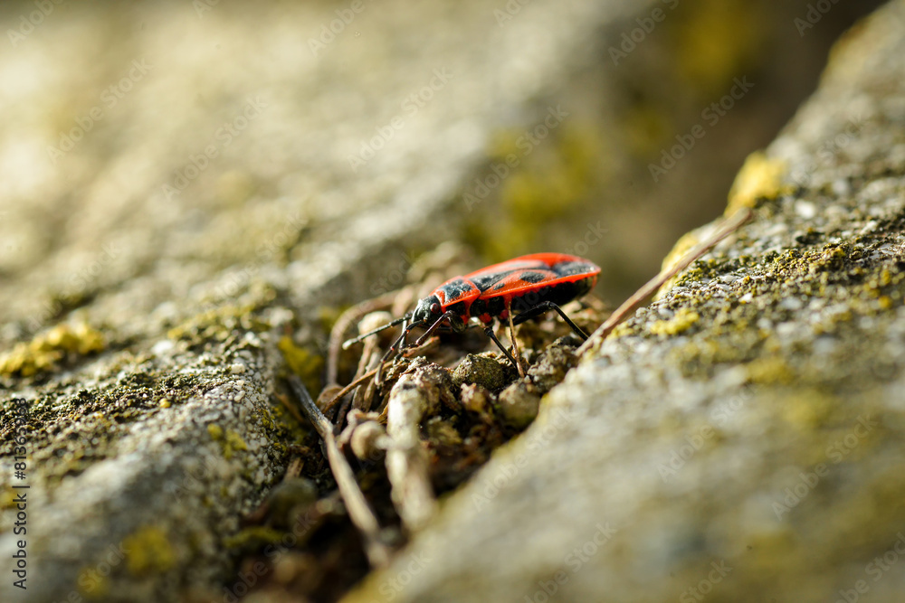 Firebugs - Pyrrhocoris Apterus on rocky background Firebugs - Pyrrhocoris Apterus on rocky background