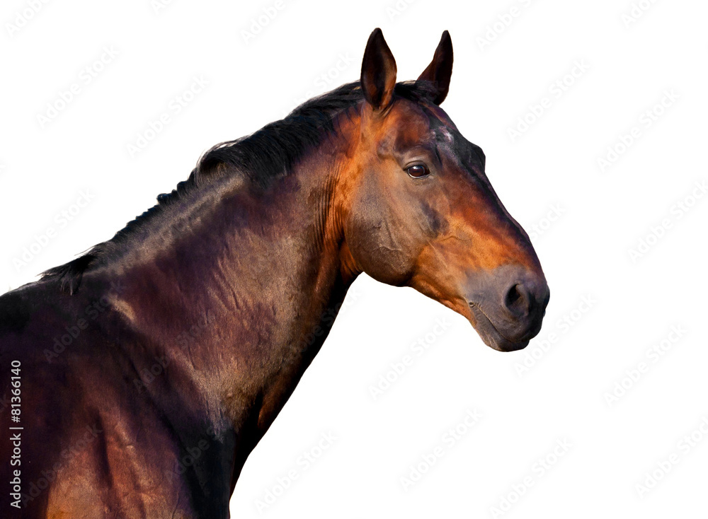 Portrait of a dark brown horse on a white background - obrazy, fototapety, plakaty 